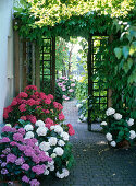 Passage under the pergola with Parthenocissus (wild wine)