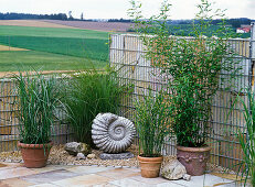 Corner bed with Miscanthus (Chinese reed and porcupine grass)