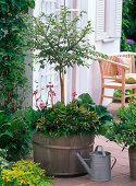 Wooden tub with Euonymus alatus (cork spindle shrub) in summer