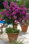 Bougainvillea in a terracotta pot by the swimming pool