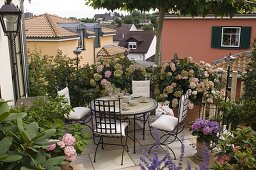 Shaded terrace with Hydrangea, Rhododendron