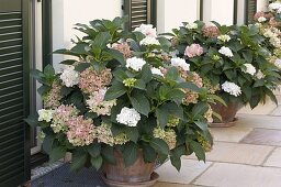 Hydrangea macrophylla (hydrangea) in terracotta pots