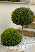 Buxus (box), small stems and sphere in gravel