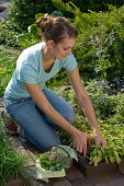 Woman harvesting Salvia 'Icterina' (golden sage)