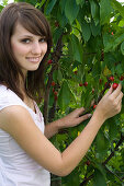 Young woman picking sweet cherries