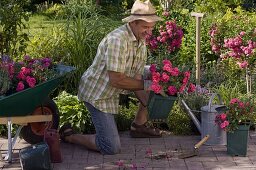 Man plants Rosa 'Knirps' (ground cover roses)
