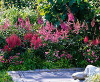 Schattenbeet mit Astilbe (Prachtspieren), Begonia Gumdrop