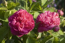 Rosa 'Rose du Roi à Fleurs Pourpres' (historical rose, Portland rose), fragrant, flowering more often