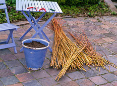 Weaving willow as a climbing aid for Thunbergia (1/15)