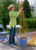 Willow as a trellis aid for Thunbergia lichens