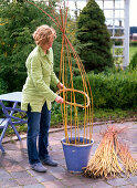 Willow as a trellis aid for Thunbergia lichens