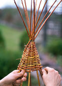 Willow as a trellis aid for Thunbergia lichens