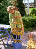 Weaving willow as a climbing aid for Thunbergia (9/15)