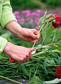 Tying colorful bouquet with peonies