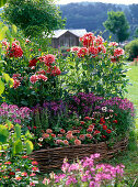 Dahlia 'Duett' (Dahlia), Zinnia 'Swizzle Cherry Ivory'