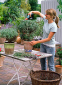 Woman cutting Lavandula (lavender stems)