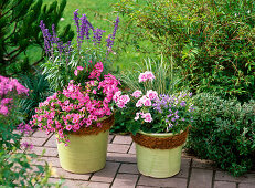 Calibrachoa Celebration 'Salmon' (magic bells), Pelargonium