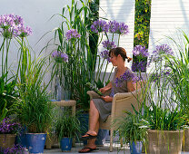 Agapanthus on balcony