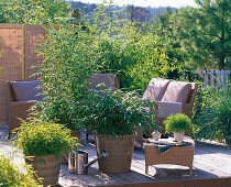 Asian terrace with bamboo