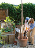 LOHAS - Serie: Feuerbohnen in Kübel pflanzen (3/8) Frau füllt Erde in Kübel mit Rankhilfe