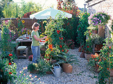 LOHAS-Serie: Terrasse mit Lycopersicon (Tomaten), Cynara (Artischocke), Phaseolus (Bohnen), Lathyrus odoratus (Duftwicken), Balkonblumen, Kräutern, Tisch und Bänken, Sonnenschirm, Frau erntet Tomaten