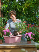 Rosa angesprühten Kasten bepflanzen 3/5