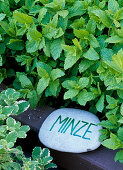 Stones as name tags for herbs