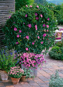 Ipomoea andersoniana (Princess bindweed)