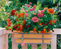 Autumnal balcony box with Zinnia elegans and profusion