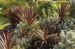 Cordyline australis 'Red Star' (Keulenlilie), Helichrysum italicum