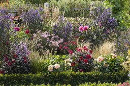 Autumn border: Aster (autumn asters), Dahlia (dahlias), Zinnia (zinnias)