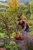 Grandfather picking apples 'Rewena'.