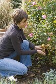 Woman scattering coffee grounds as a soil conditioner under Rose