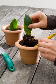 Making sedum telephium (stonecrop) cuttlings