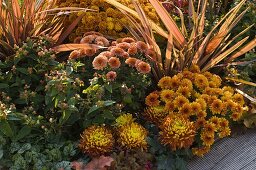 Chrysanthemum Yahou und grandiflorum (Chrysanthemen), Hypericum