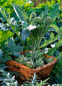 Artichoke in the raised bed