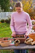 Planting spring onions in pots in autumn