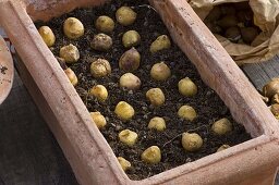 Planting spring onions in pots in autumn