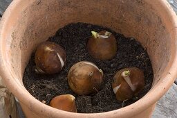 Frühlingszwiebeln im Herbst in Töpfe legen