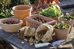 Putting green onions in pots in autumn