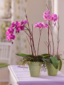 Phalaenopsis (Malay flowers, butterfly orchids)