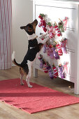 Hund 'Max' beschnuppert Adventskalender an Kommode