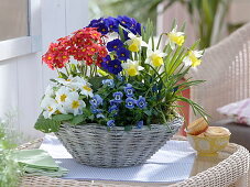 Spring basket planted with Primula elatior and Acaulis