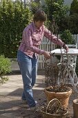 Woman cutting back clematis in a tub in spring (2/2)