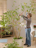 Cut back the ficus benjamina (birch fig)