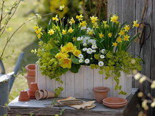 Holzkasten mit gelben und weißen Blumen bepflanzen 4/4