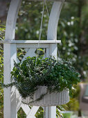 White basket as herb hanging basket with Rosmarinus (rosemary), Melissa