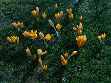 Putting crocus bulbs under the lawn (5/5)