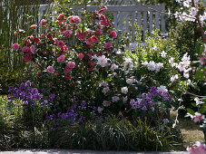 Camellia japonica 'Berenice Boddy' (weiß-rosa), 'Mrs. Tingley' (rosa)