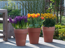 Hyacinthus 'Kronos' (Hyazinthen), Tulipa 'Flair' (Tulpen), Erysimum 'Bronze'